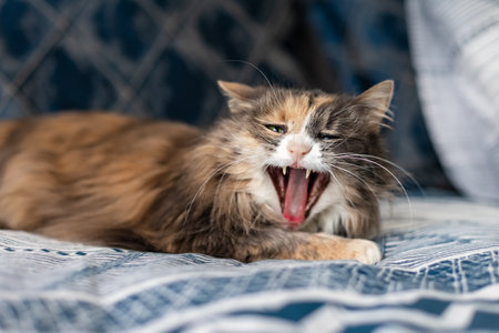 A cat with a wide open mouth lies on the bed.の写真素材