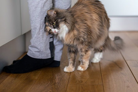Cat rubs against human legsの写真素材
