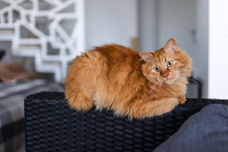 Ginger cat sits on a wicker sofa in the roomの写真素材