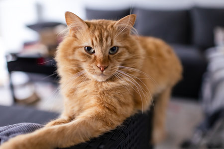 Portrait of a ginger cat at homeの写真素材