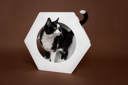 Cat in a hexagonal white wooden cat house .Brown backgroundの写真素材