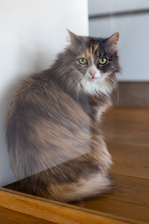 The cat sits on a wooden floor and looks at the camera. Norwegian forest catの写真素材