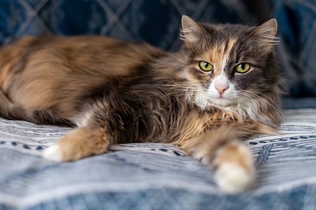 Cute cat lies on the bed. norwegian forest catの写真素材