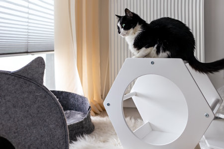 The cat sits on cat furniture near the windowの写真素材