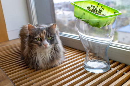 The cat sits on a wooden heating grate on the floor next to a glass vaseの写真素材