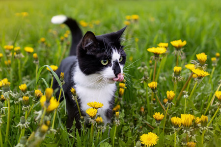 A black and white cat in a field of dandelionsの写真素材