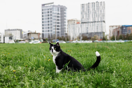 A black and white cat sits in a field with a city in the background.の写真素材