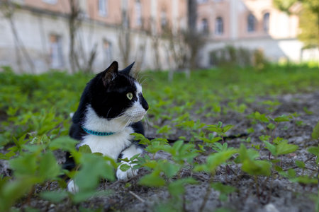 A black and white cat lies on the grass in front of the houseの写真素材