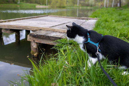 A cat on a leash looks at a pondの写真素材