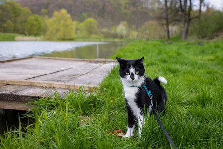A cat on a leash sits by the riverの写真素材