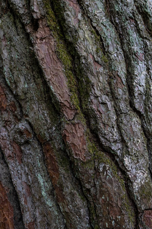 tree bark texture. tree backgroundの写真素材