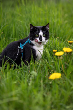 Black and white cat with a leash sits in the grass with dandelionsの写真素材