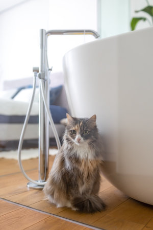 A cat sits on a wooden floor next to a bathtub.の写真素材