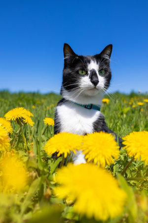 A black and white cat sits in a field of dandelions against a blue sky.の写真素材