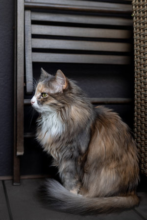 Portrait of a cat in profile. The cat sits near a dark wall.の写真素材