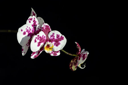 Floral background .Orchid flowers on a black backgroundの写真素材