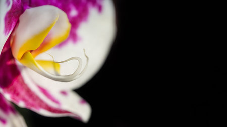floral background. Orchid flower close-up on a black background. Place for text .Soft focusの写真素材