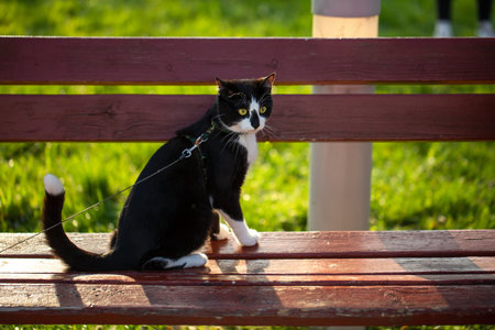 A black and white cat is sitting on a bench outside.