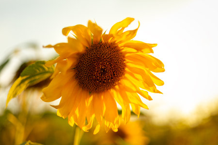 Beautiful sunflower at sunset. Sunflower fieldの写真素材