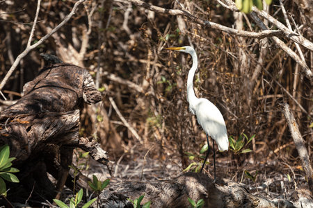 Great white heron Ardea alba. Mexicoの写真素材