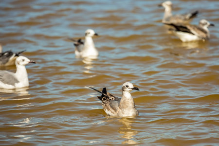 Seagulls sit on the water. River Rio Lagartos .Mexicoの写真素材