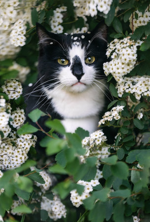 Portrait of a black and white cat in a blooming white bushの写真素材