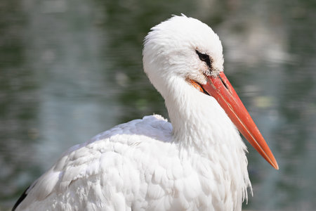 Close-up portrait of a white storkの写真素材