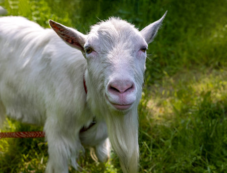 White goat on a leash in the meadowの写真素材