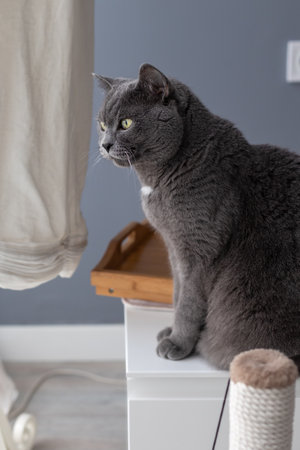 Portrait of a large gray british cat in profileの写真素材