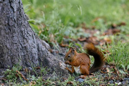 A squirrel sits under a tree and eats