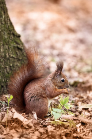 A squirrel sits near a tree and eats peanuts in the parkの写真素材