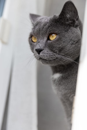 Portrait of a big beautiful British cat in profile