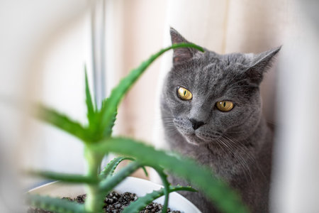 A cute sad British cat sits near a house plant (aloe)の写真素材