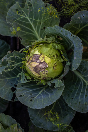 Damage to white cabbage by pests. Cabbage diseaseの写真素材