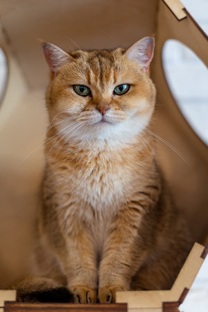Portrait of a British Shorthair cat (Golden Chinchilla)の写真素材