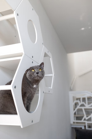A large British cat sits on white wooden cat furniture and looks upの写真素材