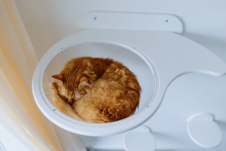 Cute red cat sleeping on white wooden cat furniture. Top view. Furniture for cats