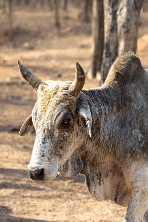 Cattle. Cow of India. Zebuの写真素材