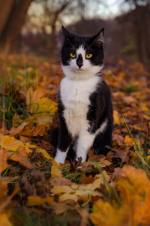 A black and white cat sits on fallen yellow leaves in an autumn parkの写真素材