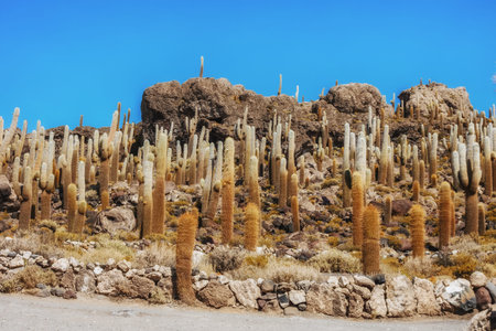 Cactus Island in Salar de Uyuni, Boliviaの写真素材