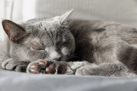 An adult British cat is sleeping on a bed. Close-upの写真素材