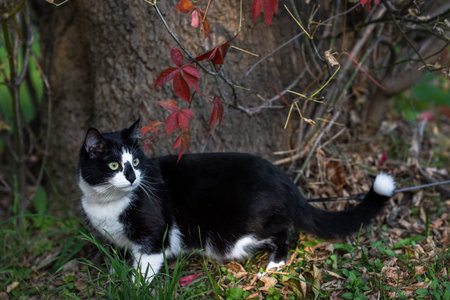 A black and white cat sits near a tree and looks away. Autumn park