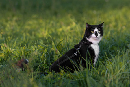A black and white cat sits in the green grassの写真素材