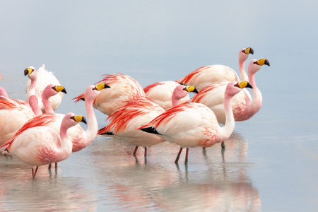 A group of pink flamingos on Laguna Colorado. Boliviaの写真素材