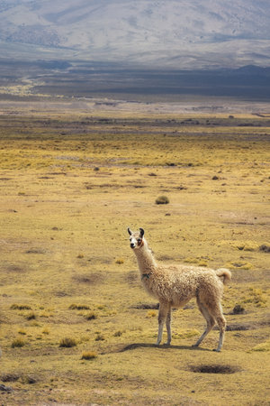 Llama on the background of mountains. Animals of South America. Boliviaの写真素材