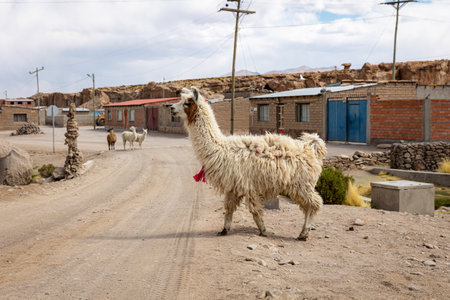 A llama walks across the road in the village. Villamar Mallcu. Boliviaの写真素材