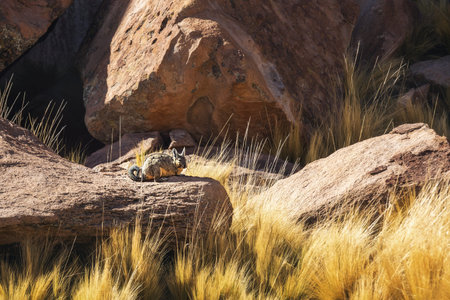 Viscacha sits on a stone in the valley of stones. Altiplano. Bolivia. Villamar Mallcu