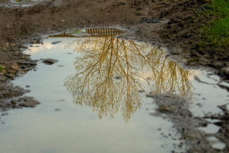 Reflection of a tree in water, in a puddle. Natureの写真素材