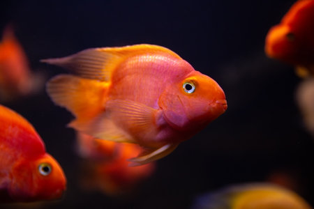 Parrot fish on a dark background. Background with fish.の写真素材