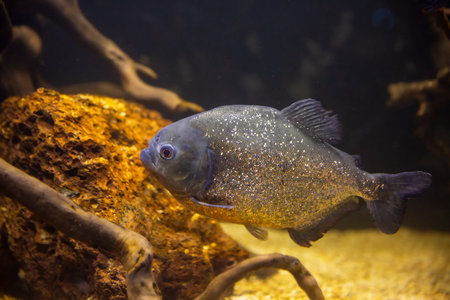 A piranha fish near swims near a stone. Fish background.の写真素材